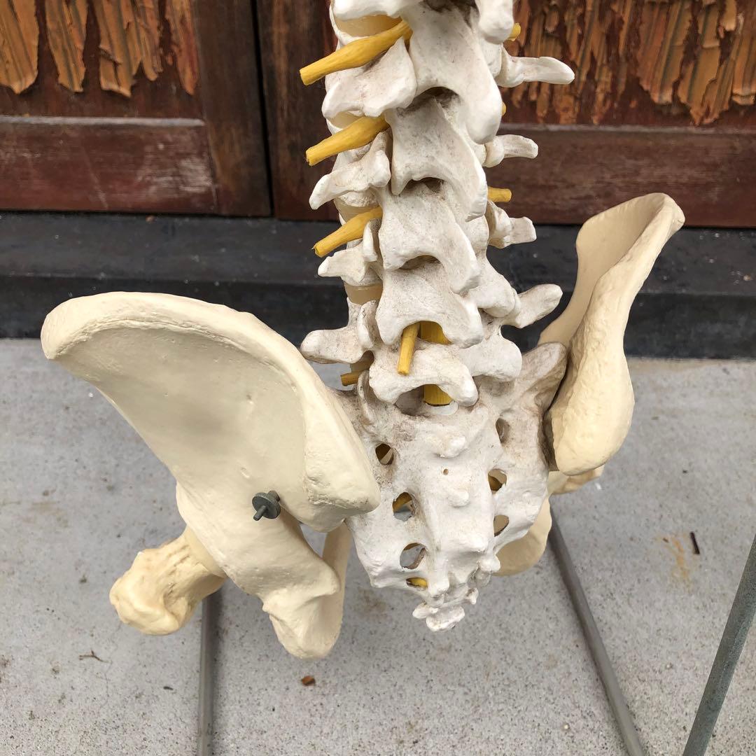 3B 脊椎模型 人体模型 スタンド付 骨格標本　骨盤　ドイツ製