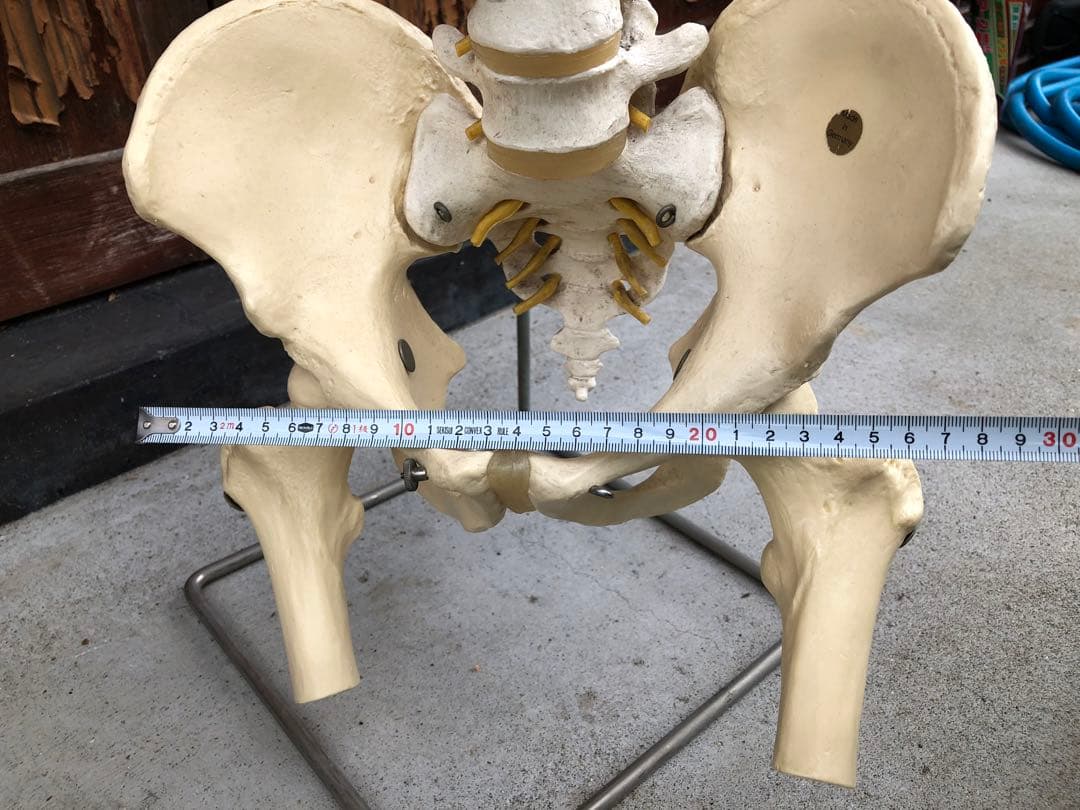 3B 脊椎模型 人体模型 スタンド付 骨格標本　骨盤　ドイツ製