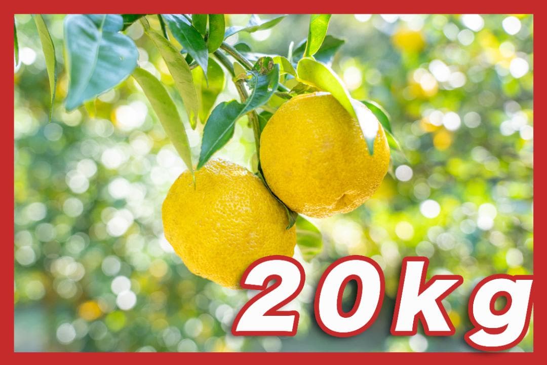 高知県北川村産本柚子約20kg　農薬：栽培期間中不使用