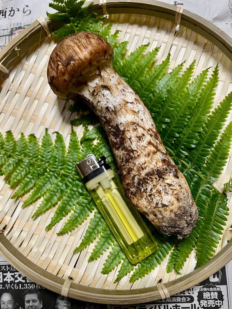 【大阪泉州産】天然松茸 採れたて良品☆1本105g国産