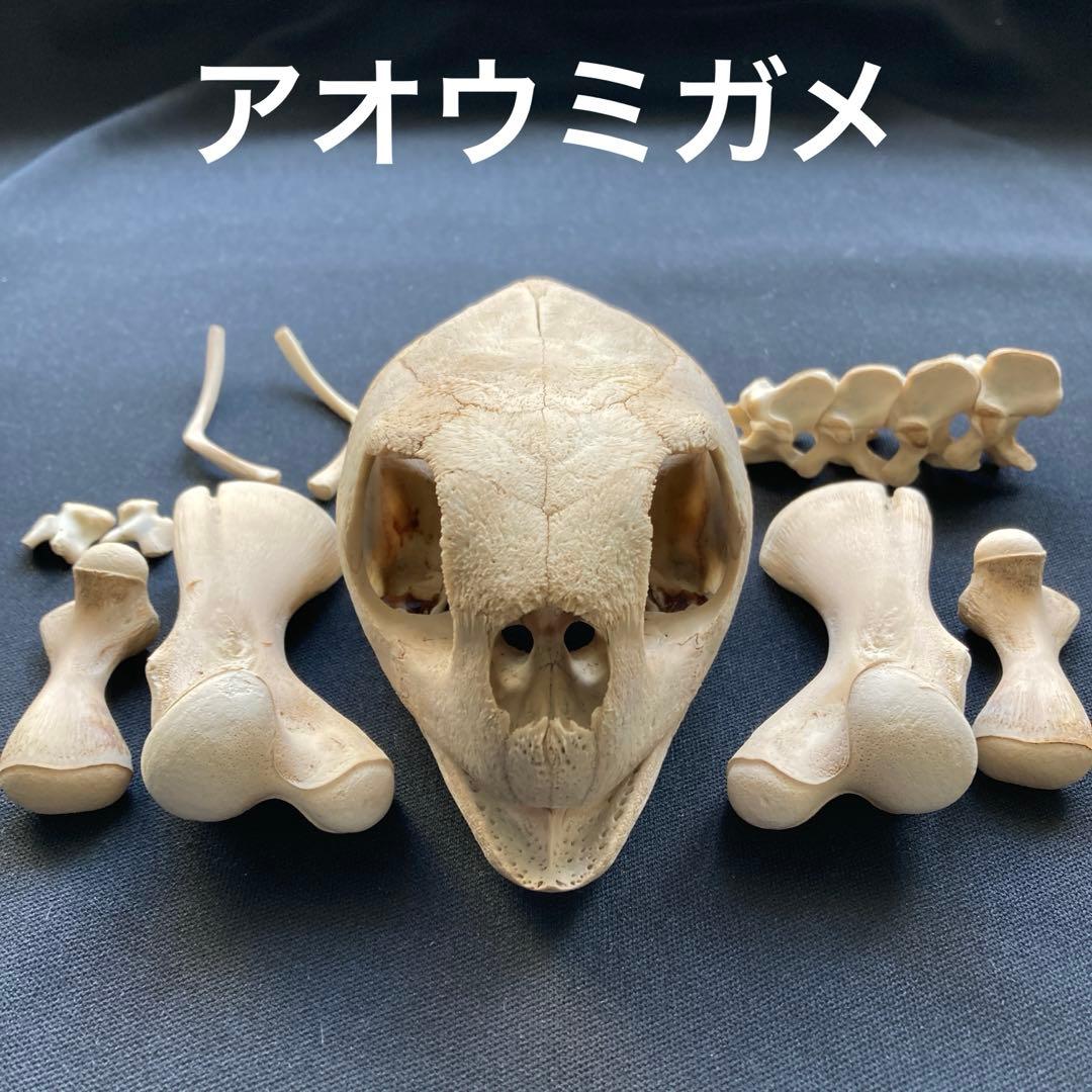 ウミガメの頭骨・頸椎他