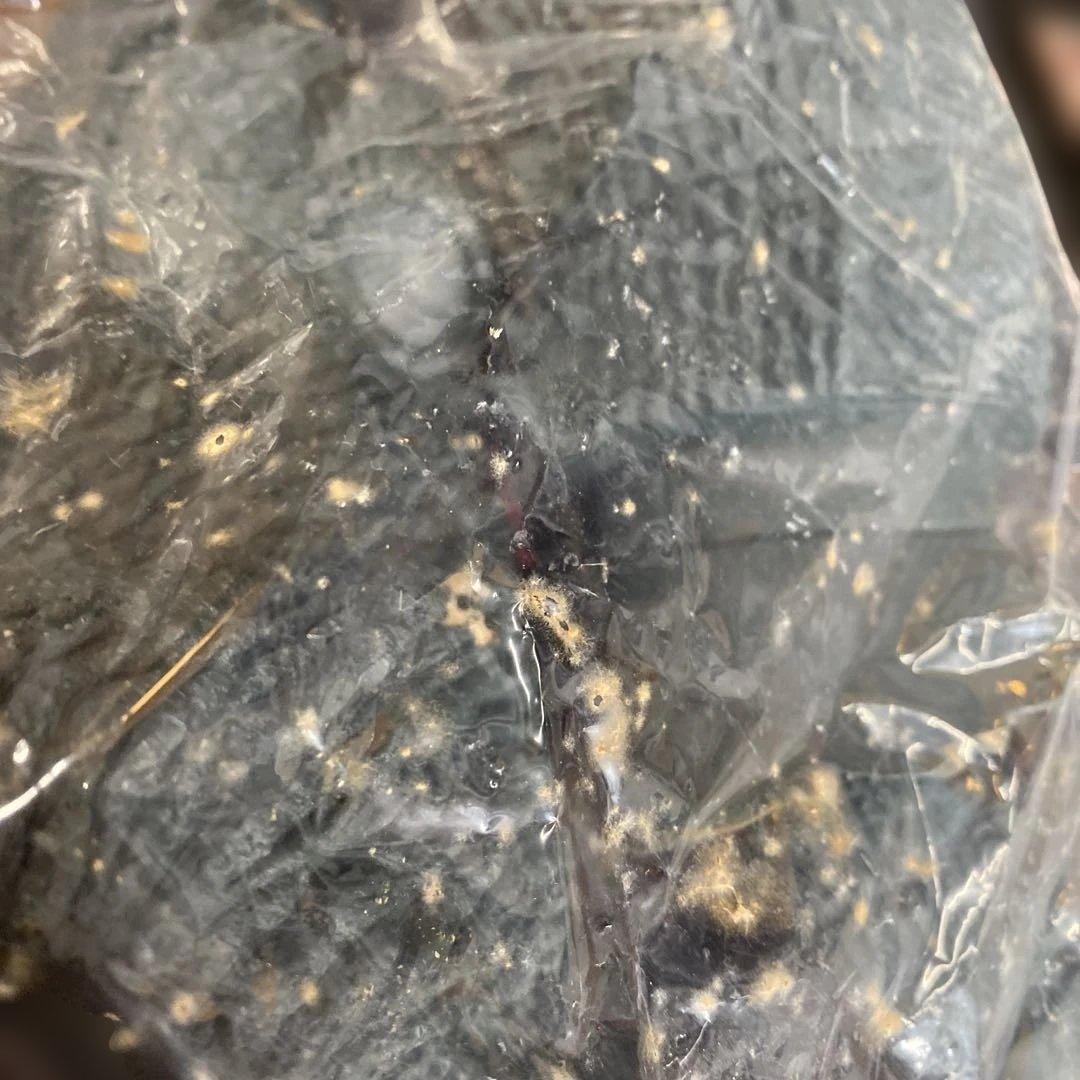 ⑬ゴジラ 2000年 ミレニアム 1/144☆原型製作　茨木彰