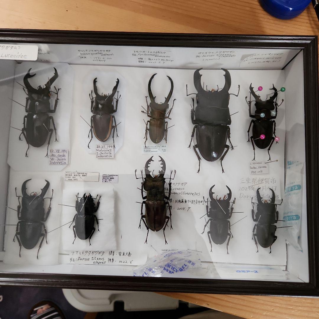 昆虫標本(クワガタ), 8種類