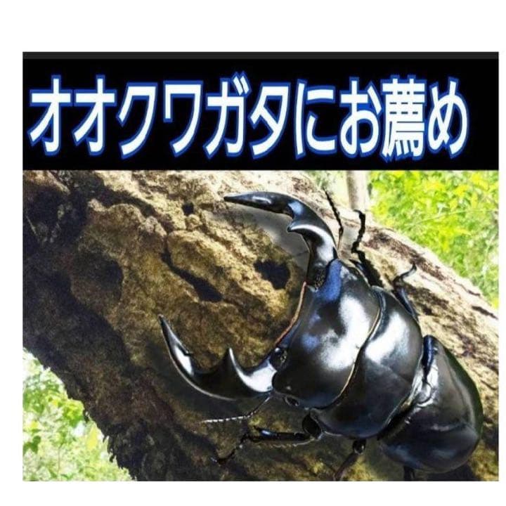 極上！ヒマラヤひらたけ菌糸瓶1500ml【5本】トレハロース、キトサン強化配合！