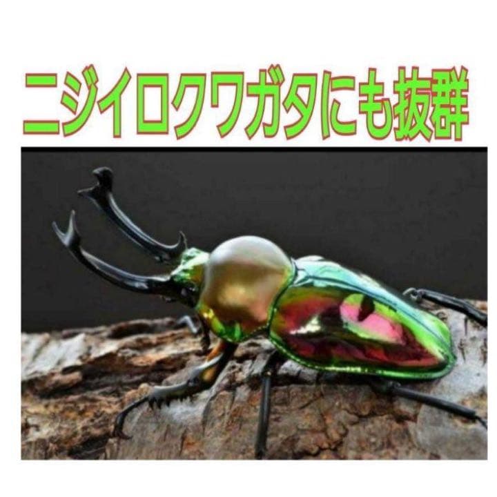 極上！ヒマラヤひらたけ菌糸瓶1500ml【5本】トレハロース、キトサン強化配合！