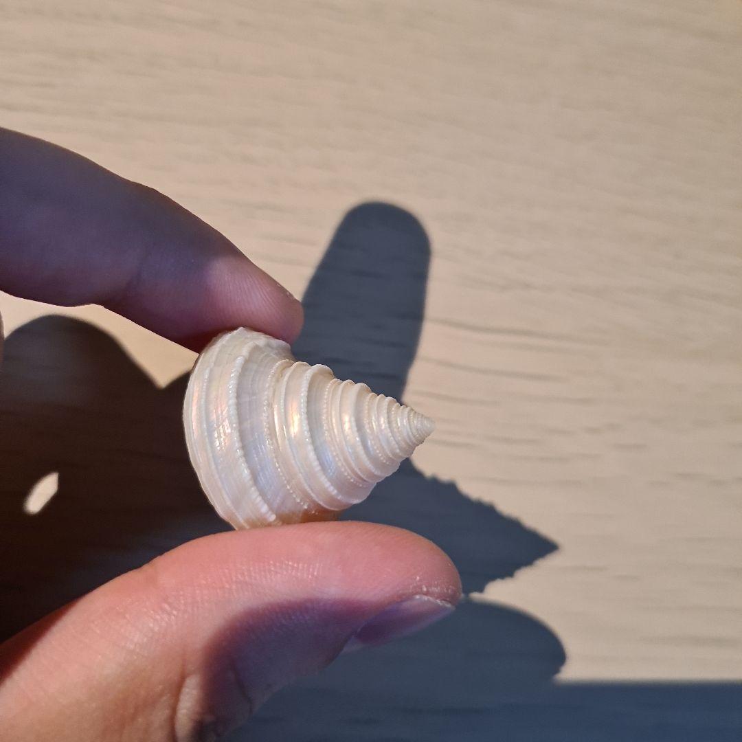 貝殻 Maurea Muriellae