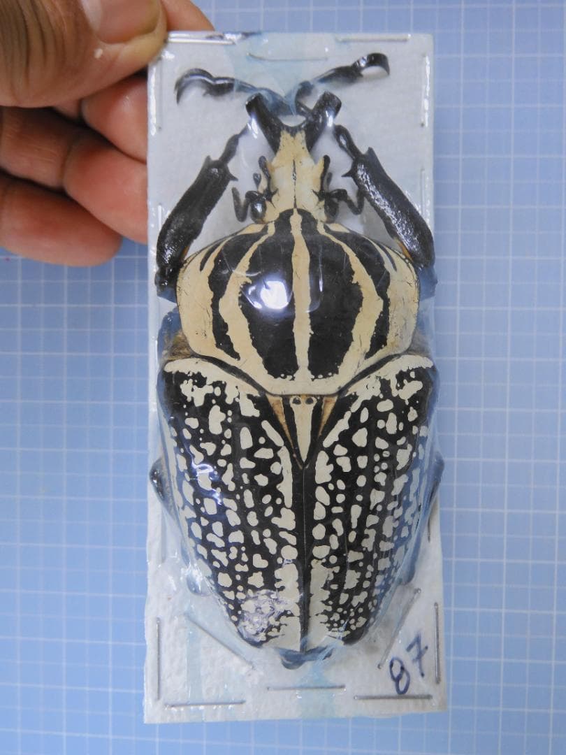 標本 Congo Goliathus orientalis 88mm