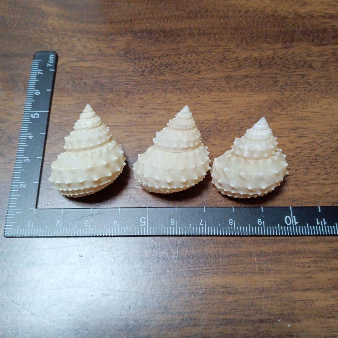 貝殻標本　イガギンエビス⑧