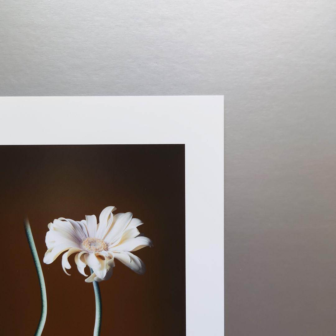 井上治（Osamu Inoue）4518＋4519　静物　フォトアート　作品