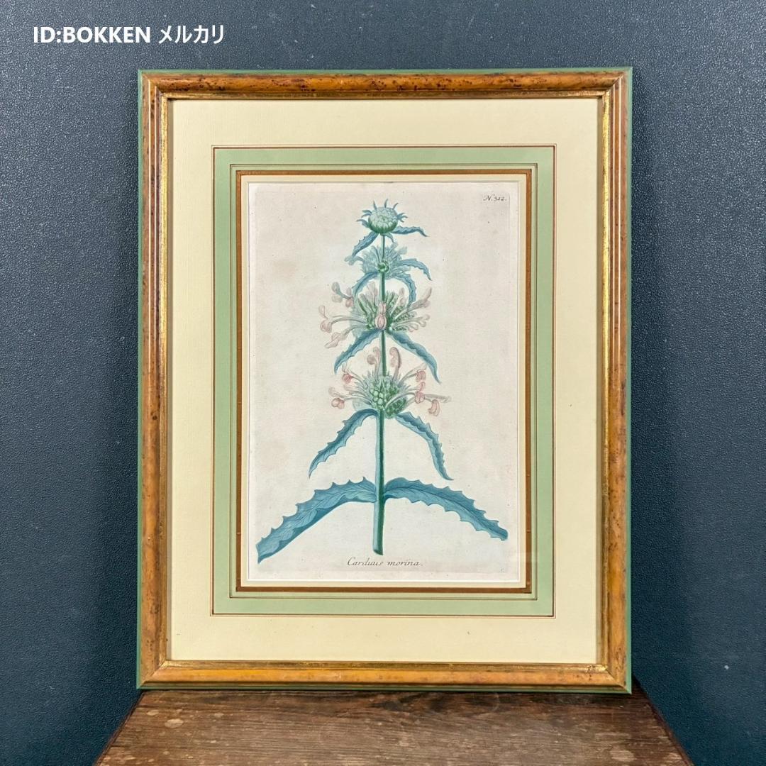 ヨハン・ヴァインマン「アザミ」銅版画+手彩色 作品保証書有 薬用植物図譜 ドイツ