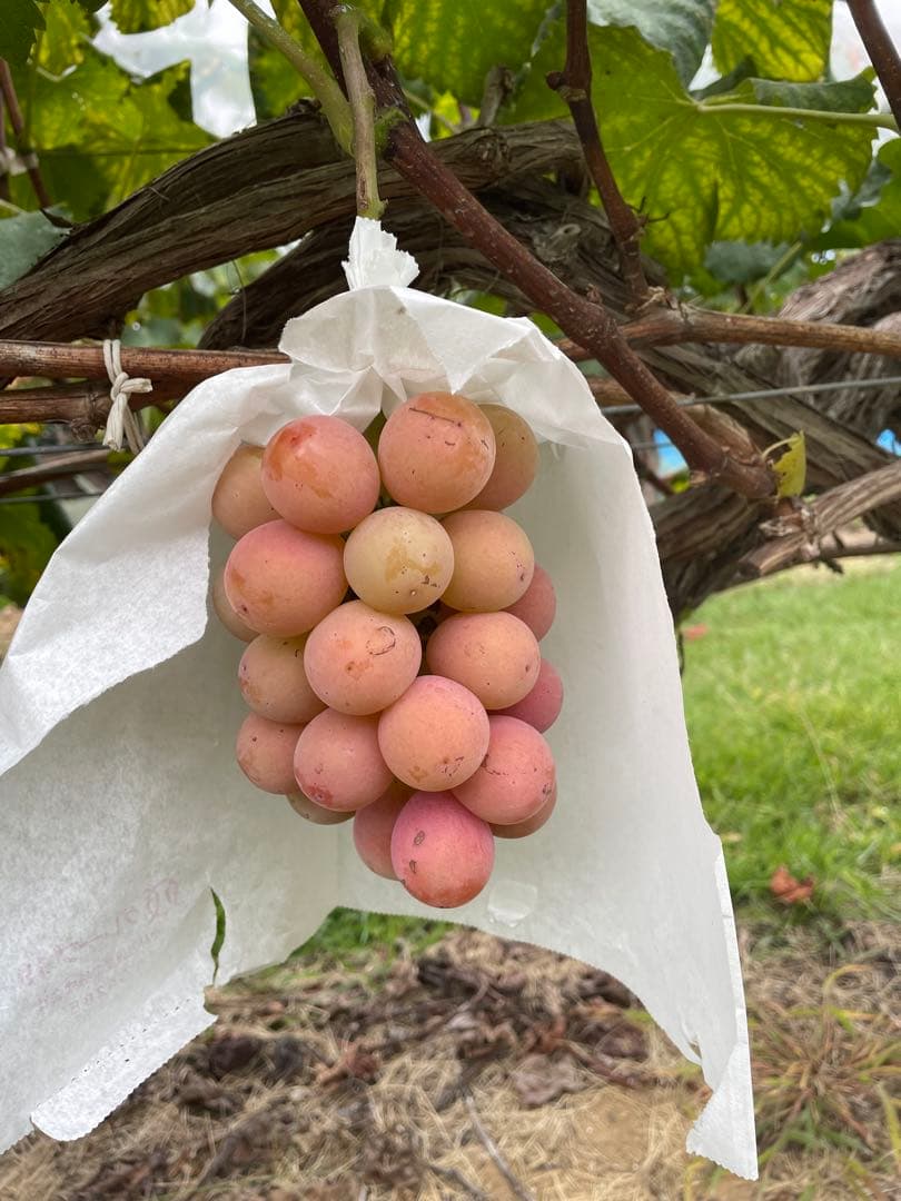 信濃スマイル　箱込み4キロ