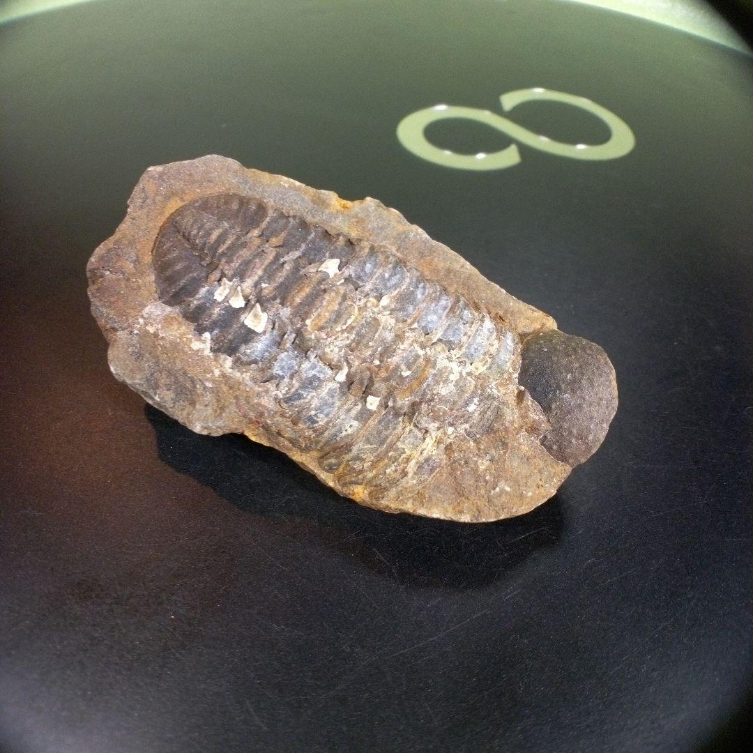 三葉虫　化石　fossil　ボリビア　trilobite　三葉虫綱　三葉虫管理⑤