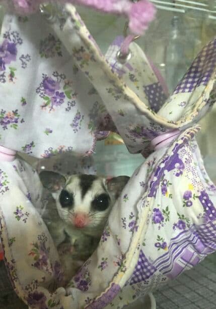 モモンガハウス(小花柄)  夏仕様  涼しい夏生地を使用❗️