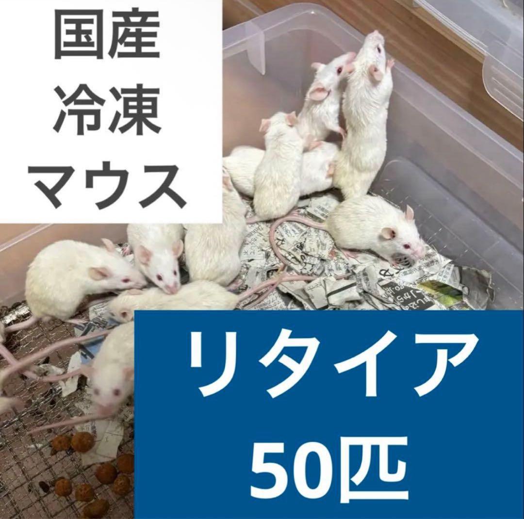 冷凍マウス リタイア 50匹セット 送料無料