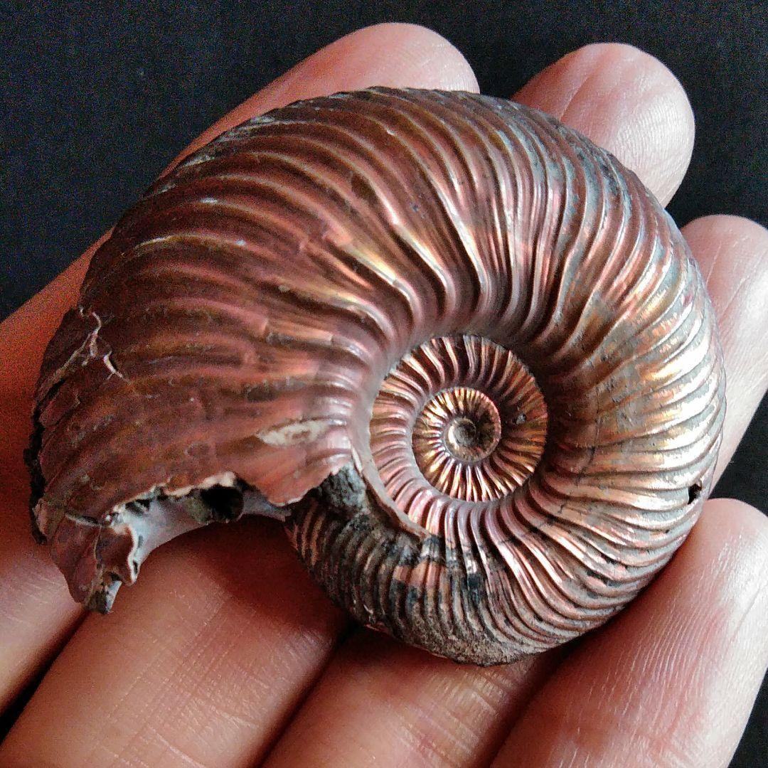 化石　骨格　標本　パイライト　アンモナイト　50mm　レッド系