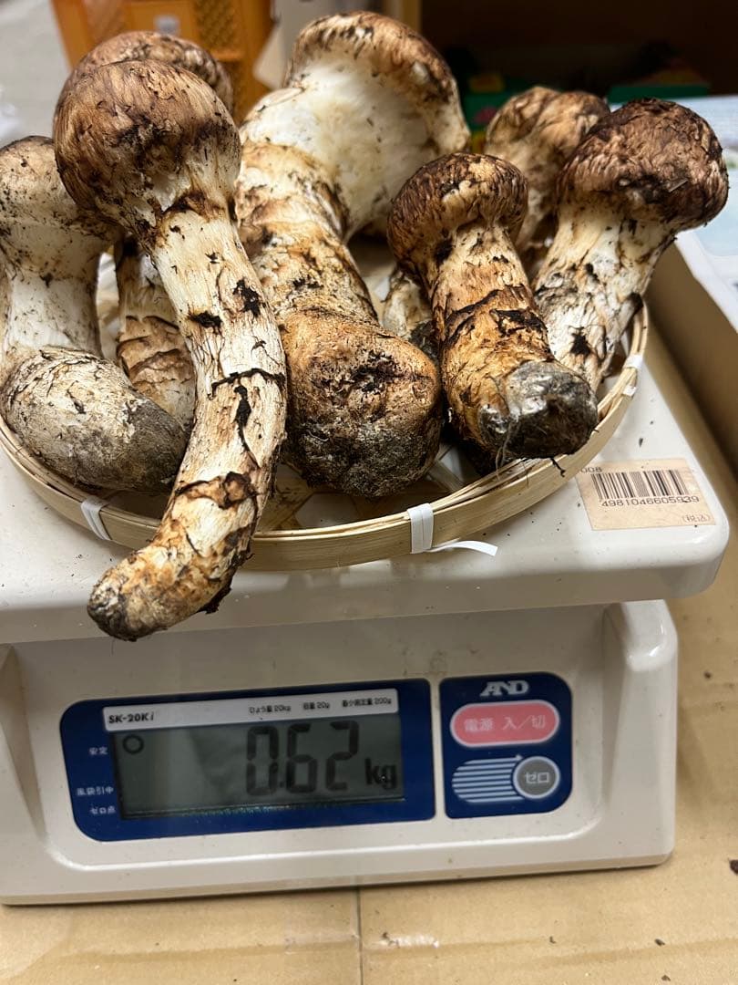岩手県産松茸　良型　2