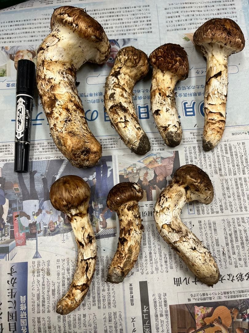 岩手県産松茸　良型　2