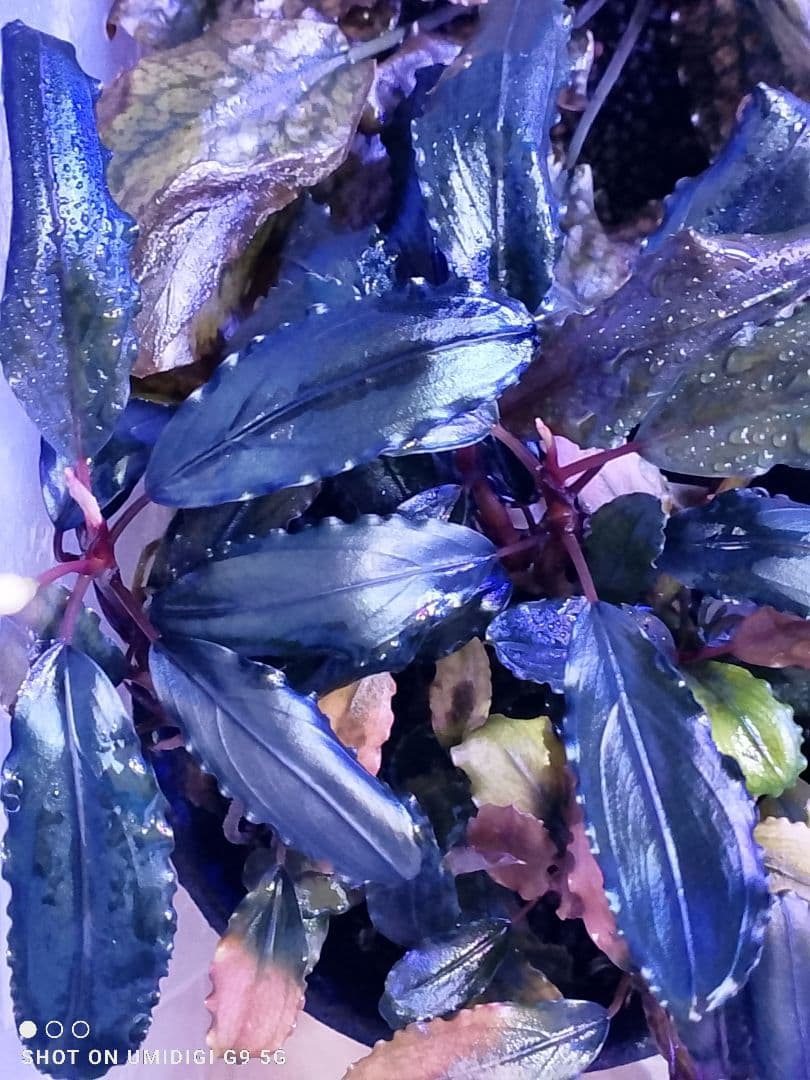 ブセファランドラ ルミナス パープル2 メラウィ Bucephalandra