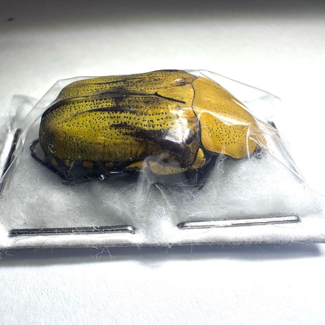 【標本】ヤマブキマラガシーハナムグリ