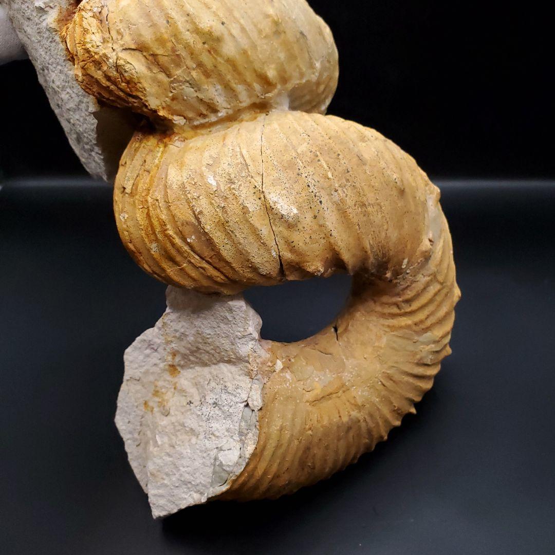 希少 異常巻き アンモナイト 化石 本物 フランス産 250mm fr34