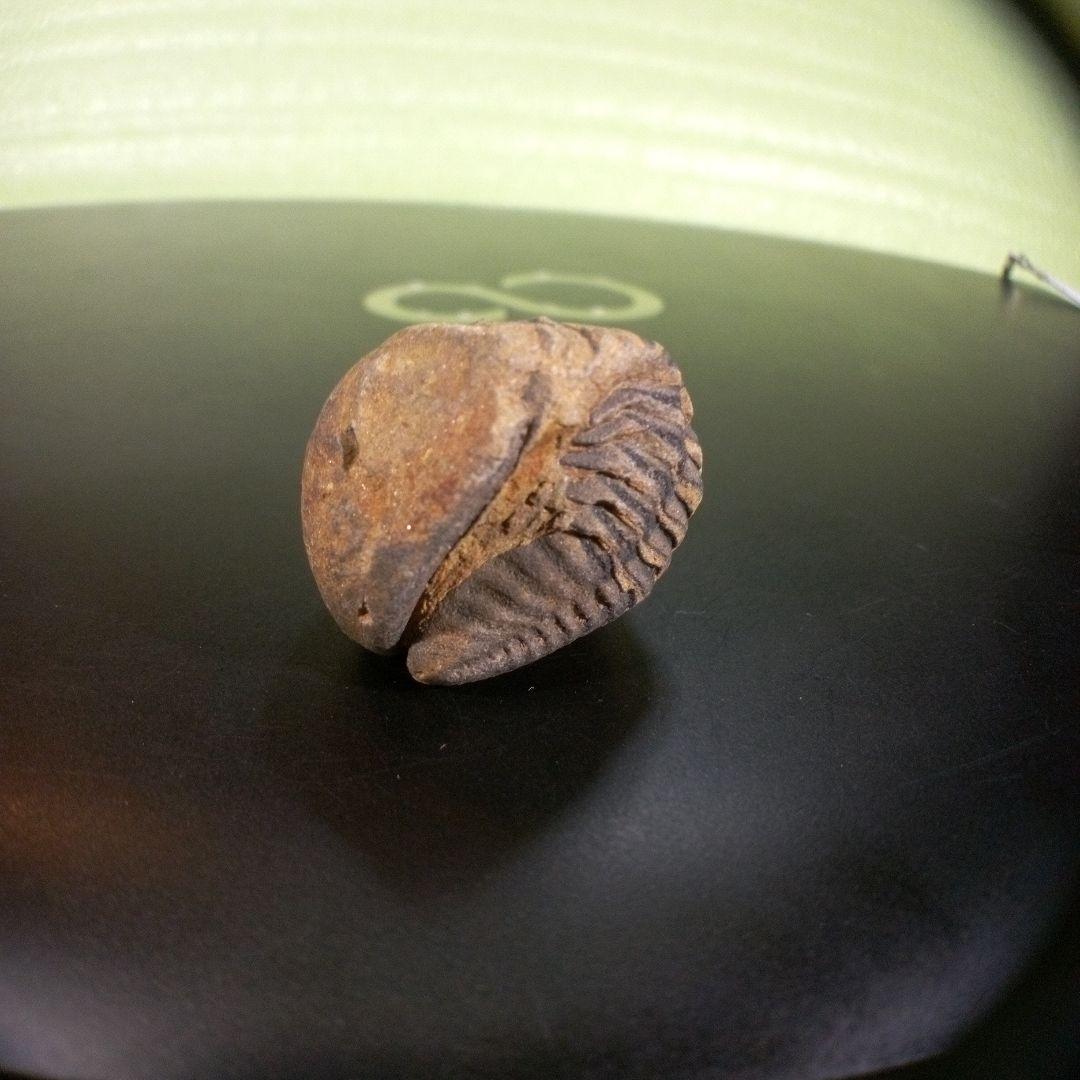 三葉虫　化石　fossil　ボリビア産　trilobite　Bolivia化石⑦