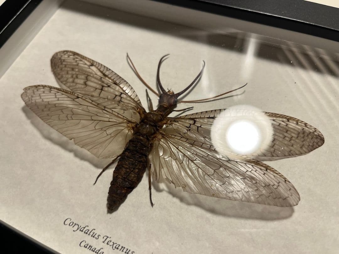 【蜻蛉希少種】オオアゴヘビトンボ ペルー産 奇蟲 タランチュラ ムカデ 標本