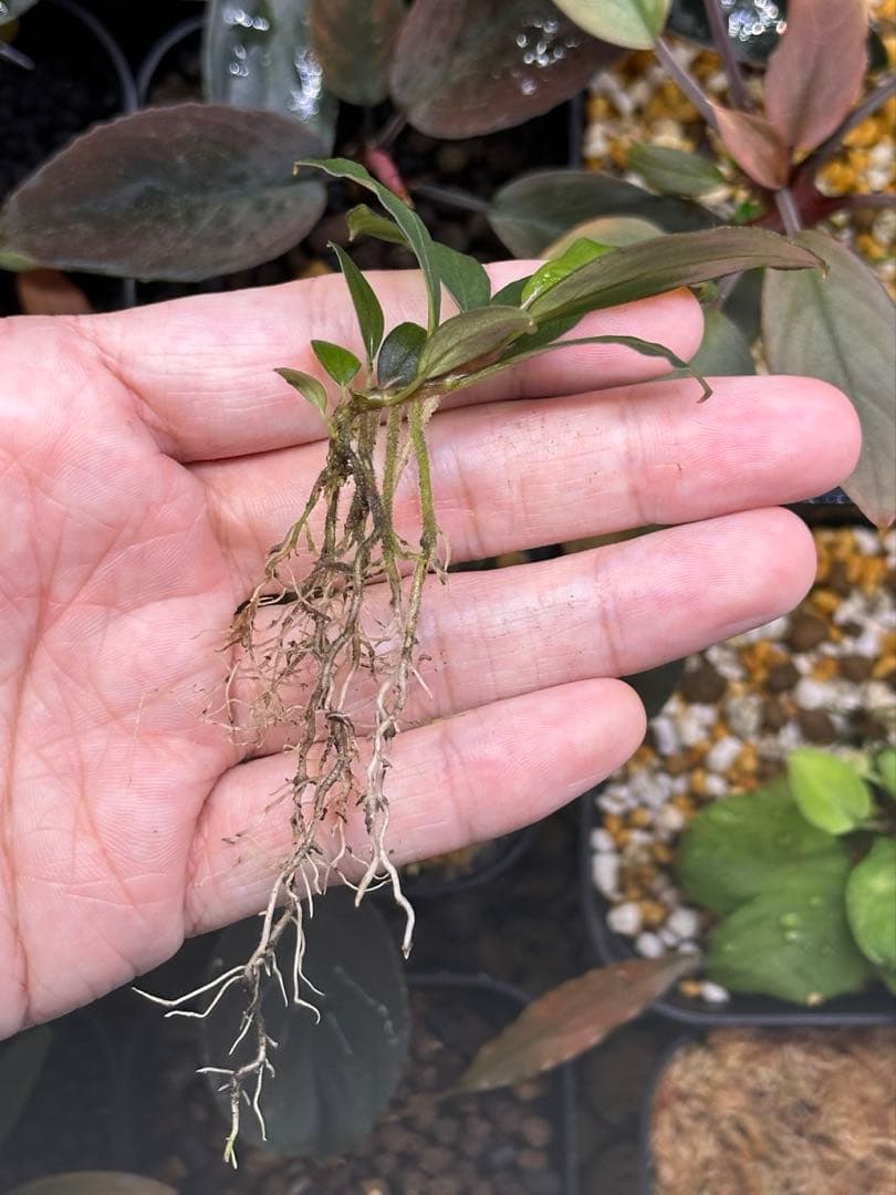 水草 Bucephalandra sp. \"Nanga kemangai\"