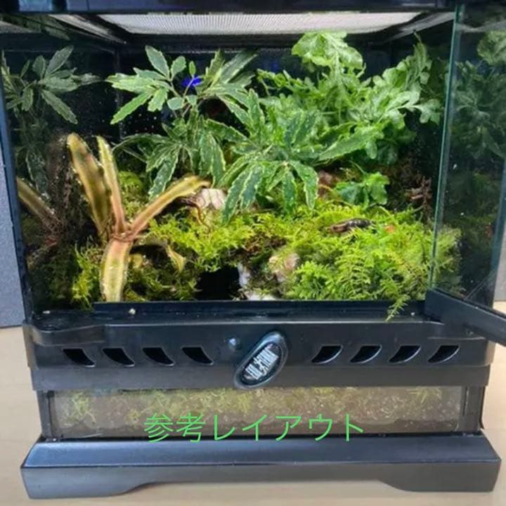 イモリウムオーダー作成いたします。