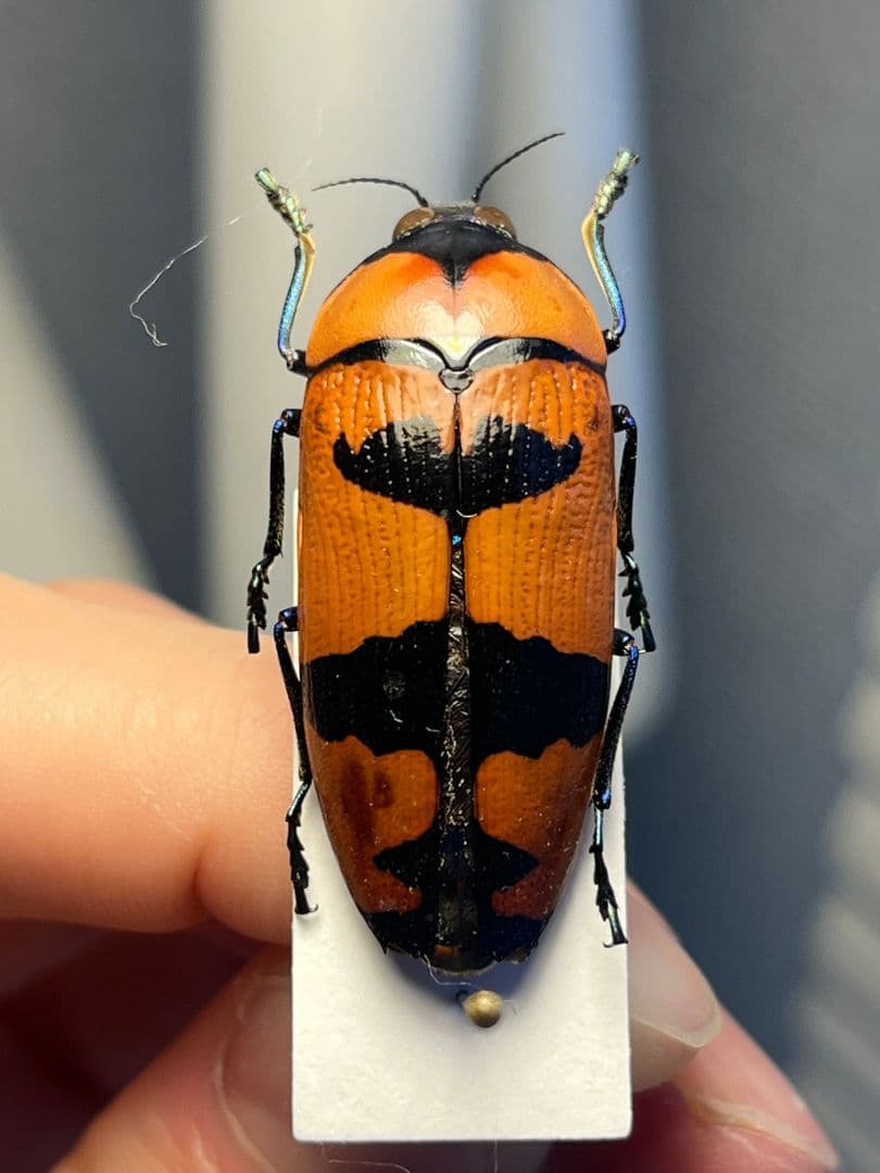 【35mm】クロモンベニオウサマムカシタマムシ Calodema標本 スハンダエ