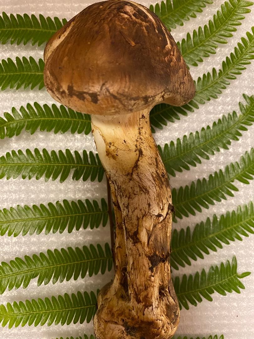 夕採れたて蕾松茸