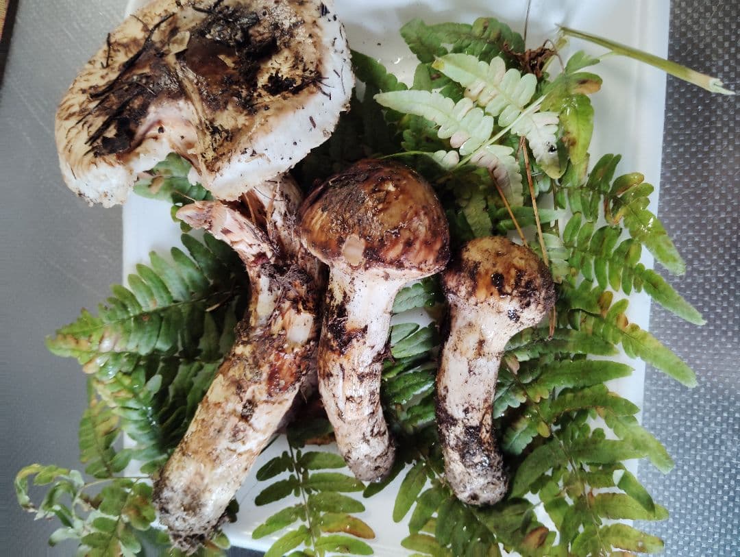 岩手県産松茸　220グラム　訳あり