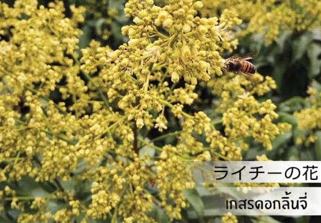 【希少】タイチェンマイ産　ライチ & ロンガンハニー 800g　各2パック