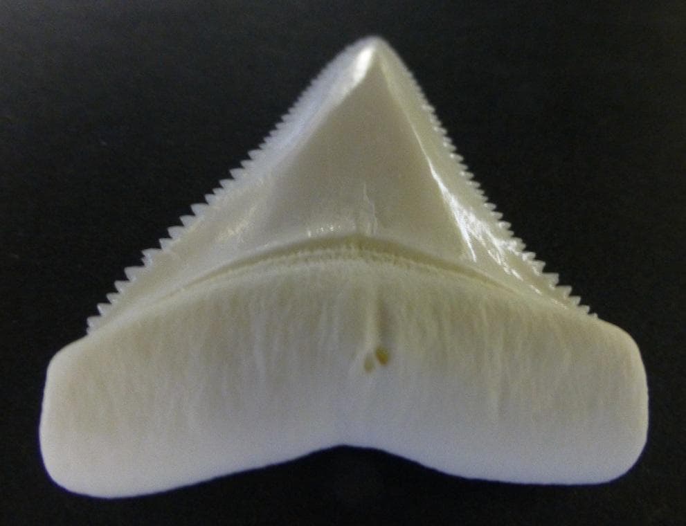 ホホジロザメ（Carcharodon carcharias）の歯 45.4ｍｍ