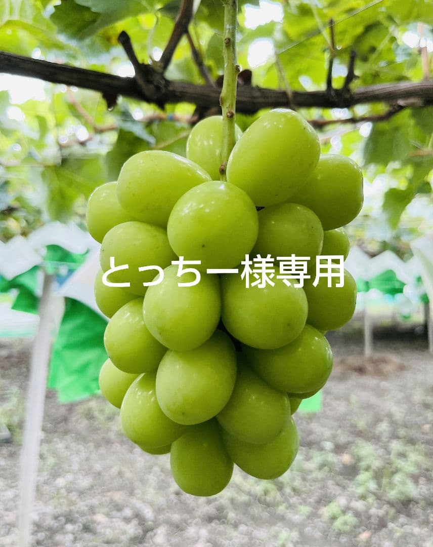 とっちーページ