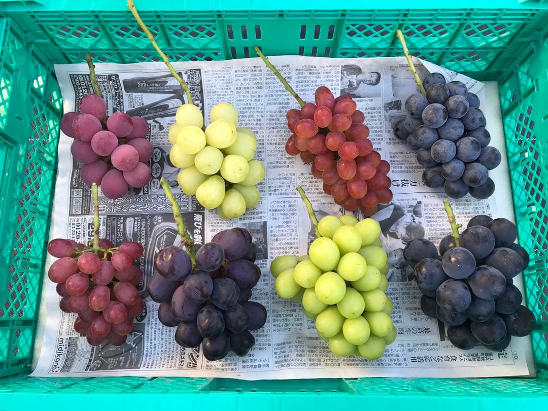 【画像現物】ぶどう詰め合わせ　箱込み4.2kg