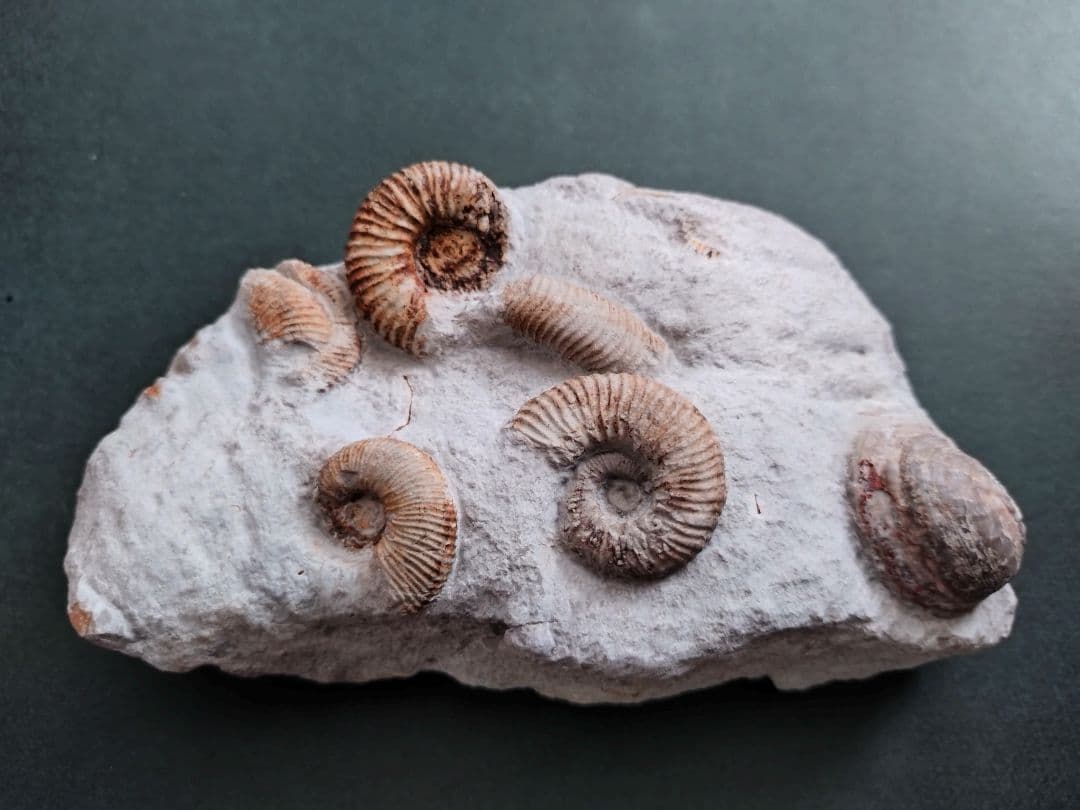 未確認種のアンモナイトと二枚貝の群集化石