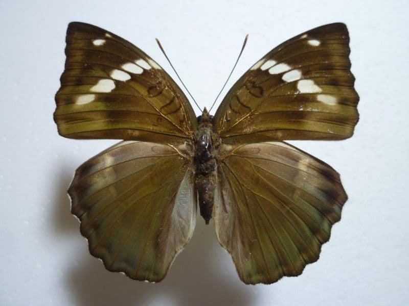 【外国産蝶標本】ナライナズマ♀/四川省.沙湾産/68.8mm