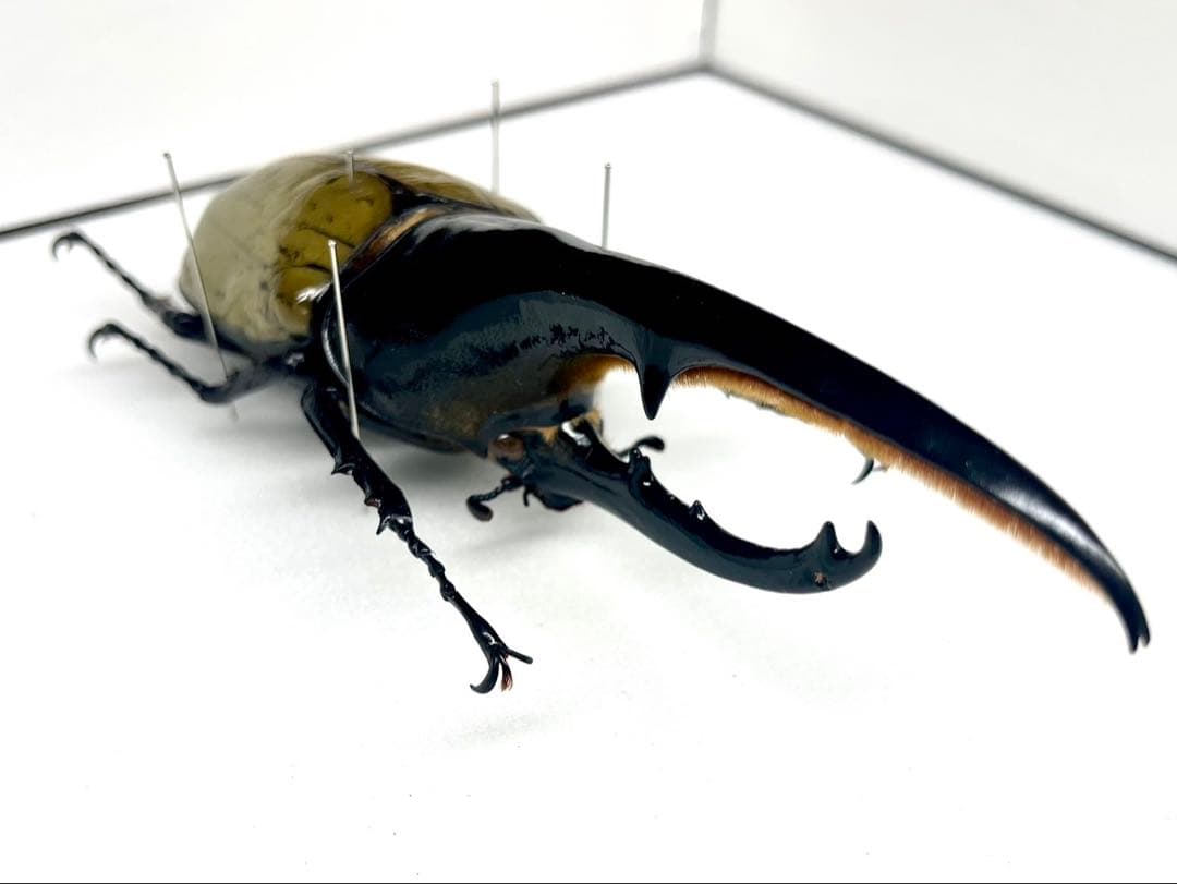 ヘラクレスオオカブト 148mm 標本