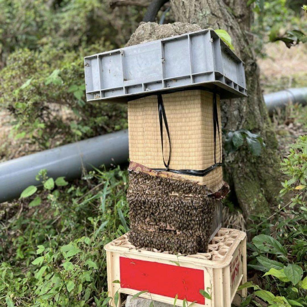 ご希望の蜂蜜セット