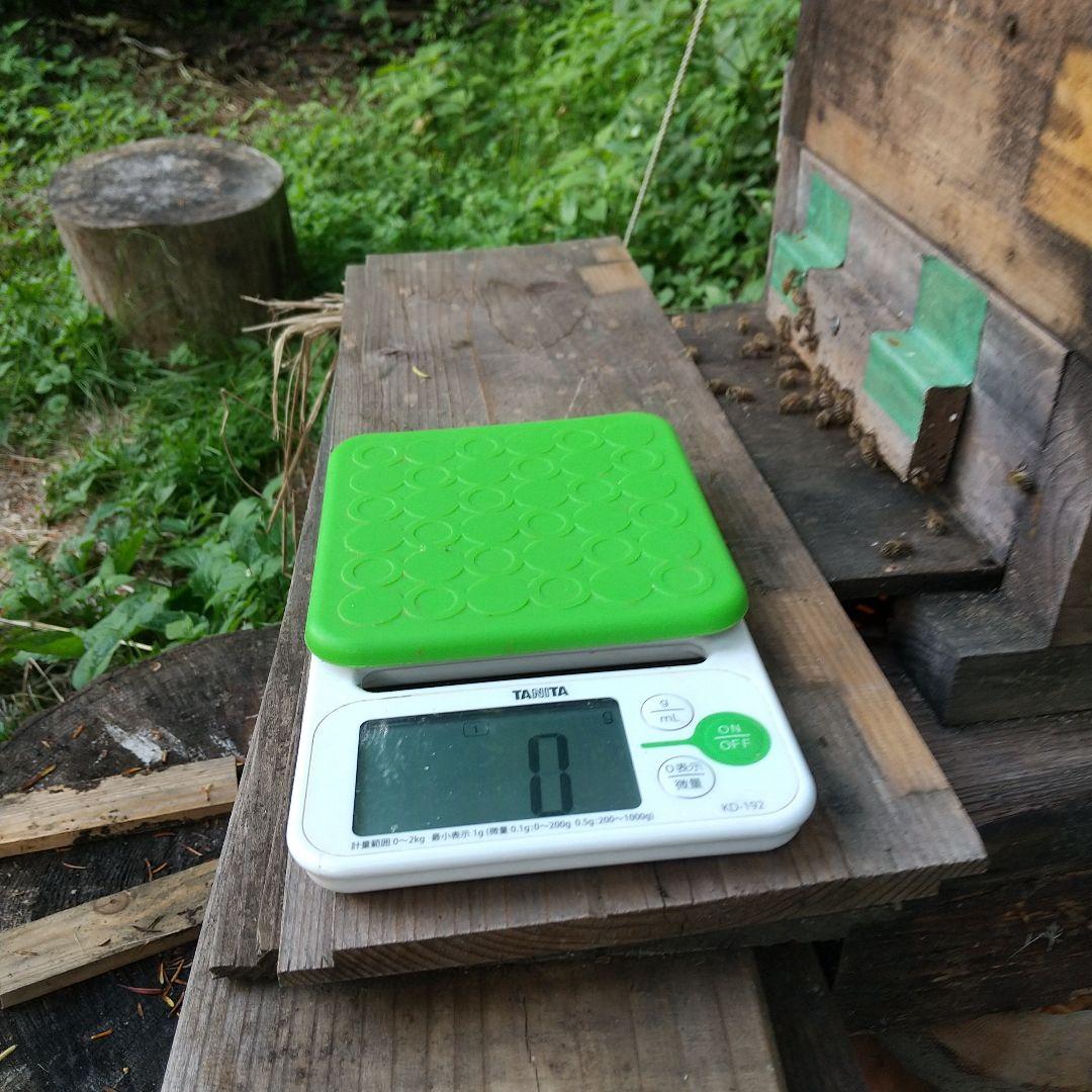 日本蜜蜂 の天然蜂蜜 ハチミツ 1160グラム 八ヶ岳西麓 1250m 産