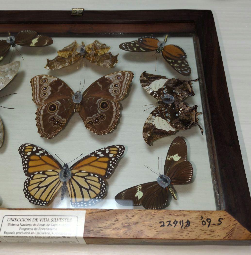 蝶の標本 木製フレーム入り