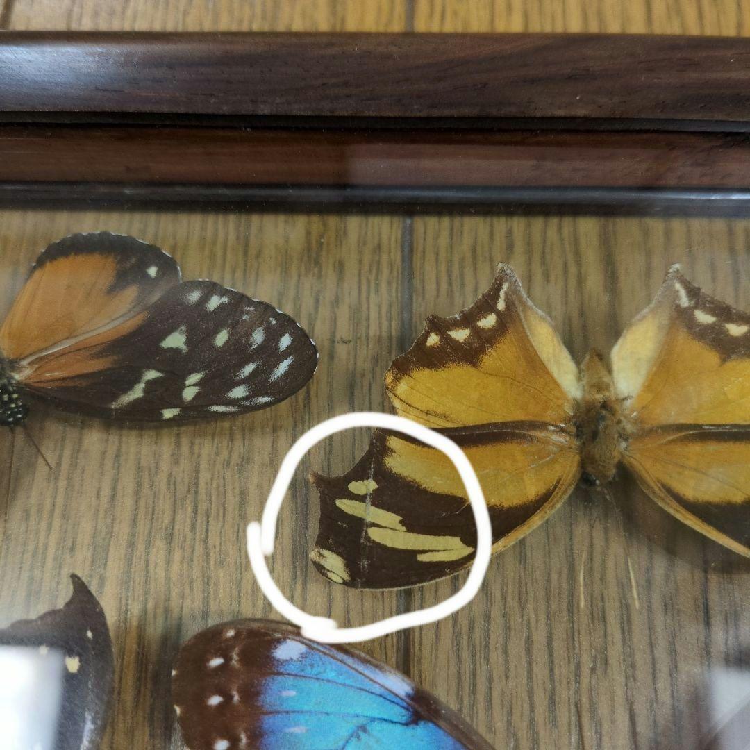 蝶の標本 木製フレーム入り