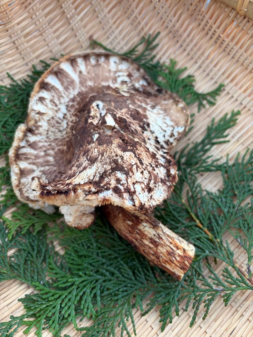 【訳あり】　　国産松茸　　180g 徳島県産