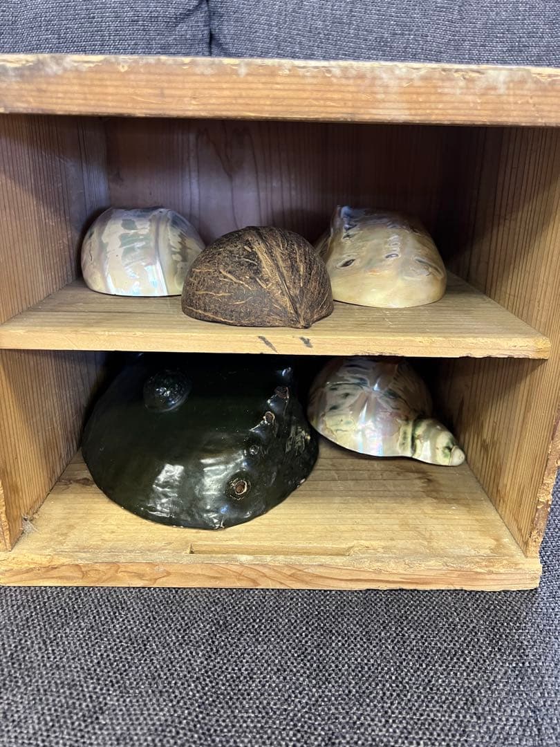 骨董品　天保期 木箱入り 貝殻5点セット 南京貝 男女貝 江戸期