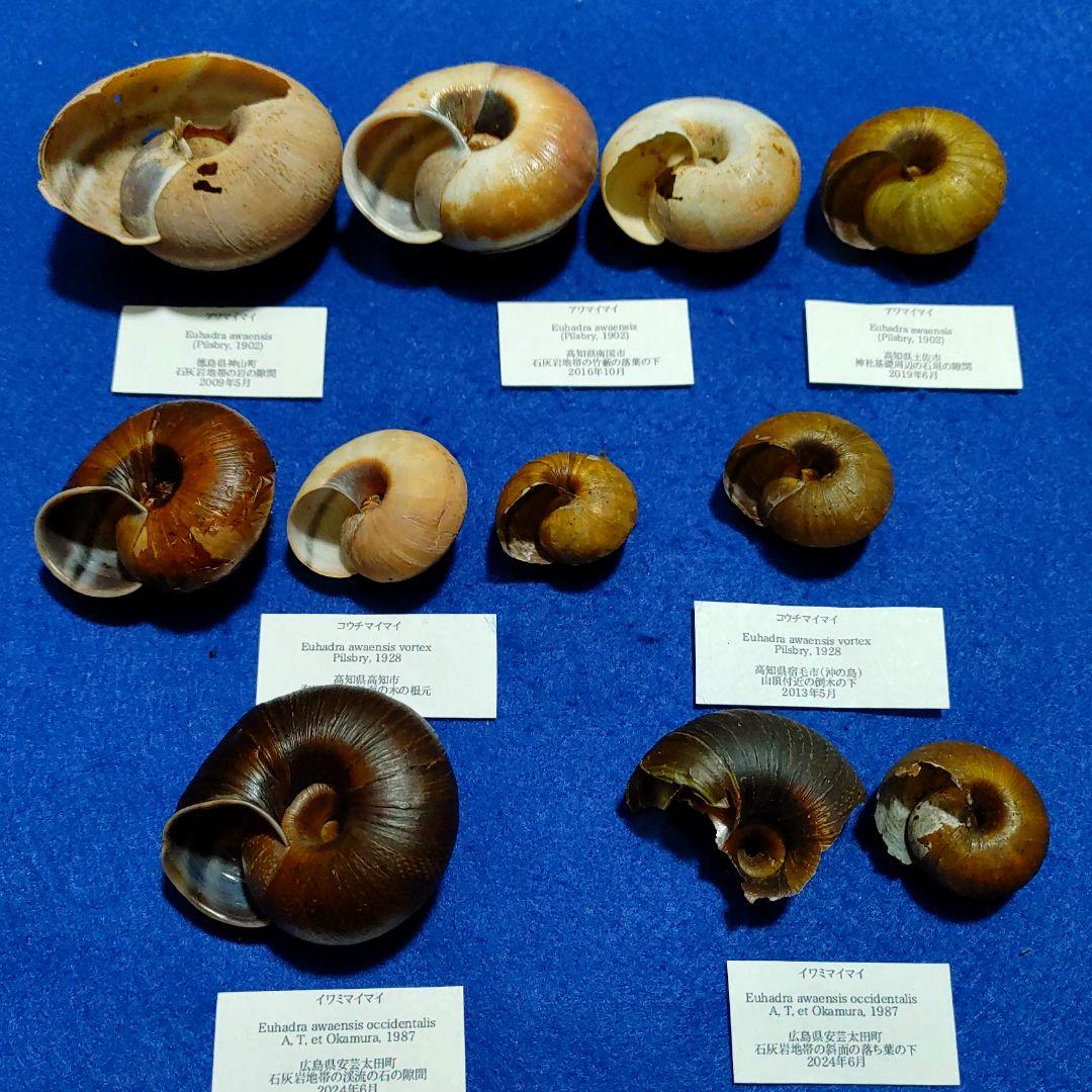 アワマイマイ　カタツムリ　マイマイ　貝殻　標本