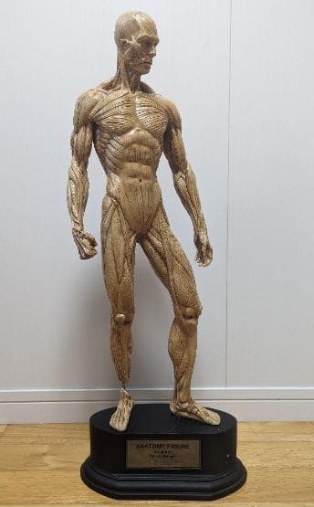 KATAGIRIアナトミーフィギュア［ベージュペイント版］片桐裕司