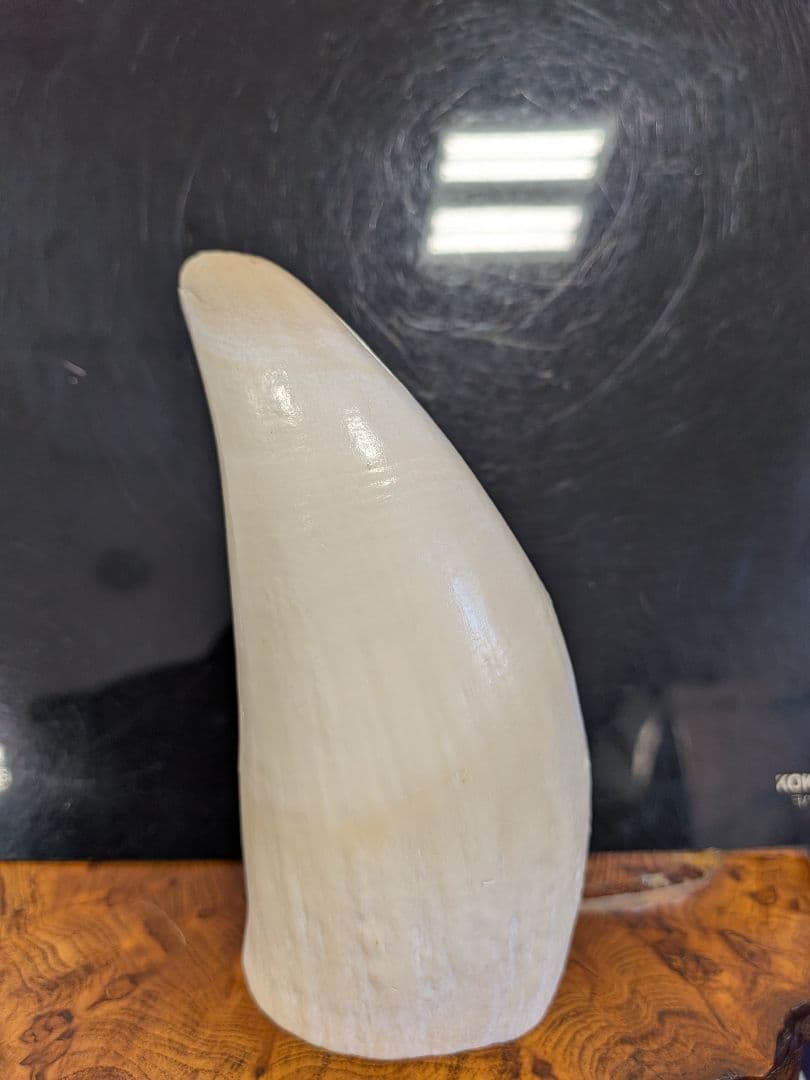 マッコウ鯨歯　本物磨き済み！美品