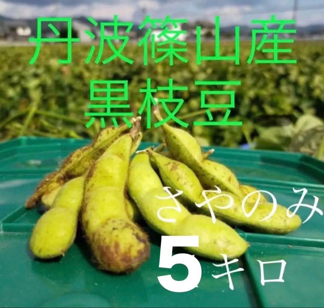 丹波篠山産　黒枝豆　枝豆　黒豆　5キロ さやのみ　丹波篠山　篠山