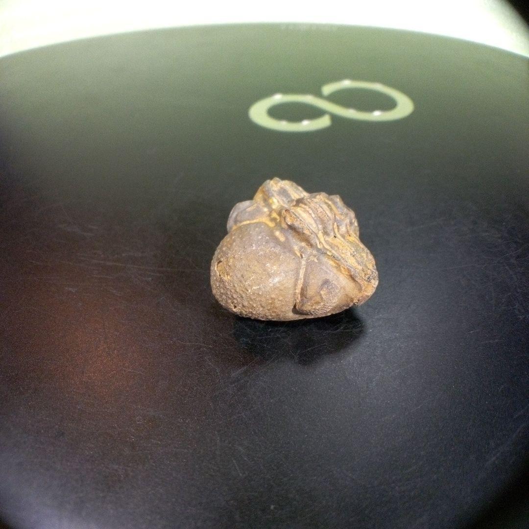 三葉虫　化石　fossil　ボリビア産　trilobite　ノジュール管理⑨