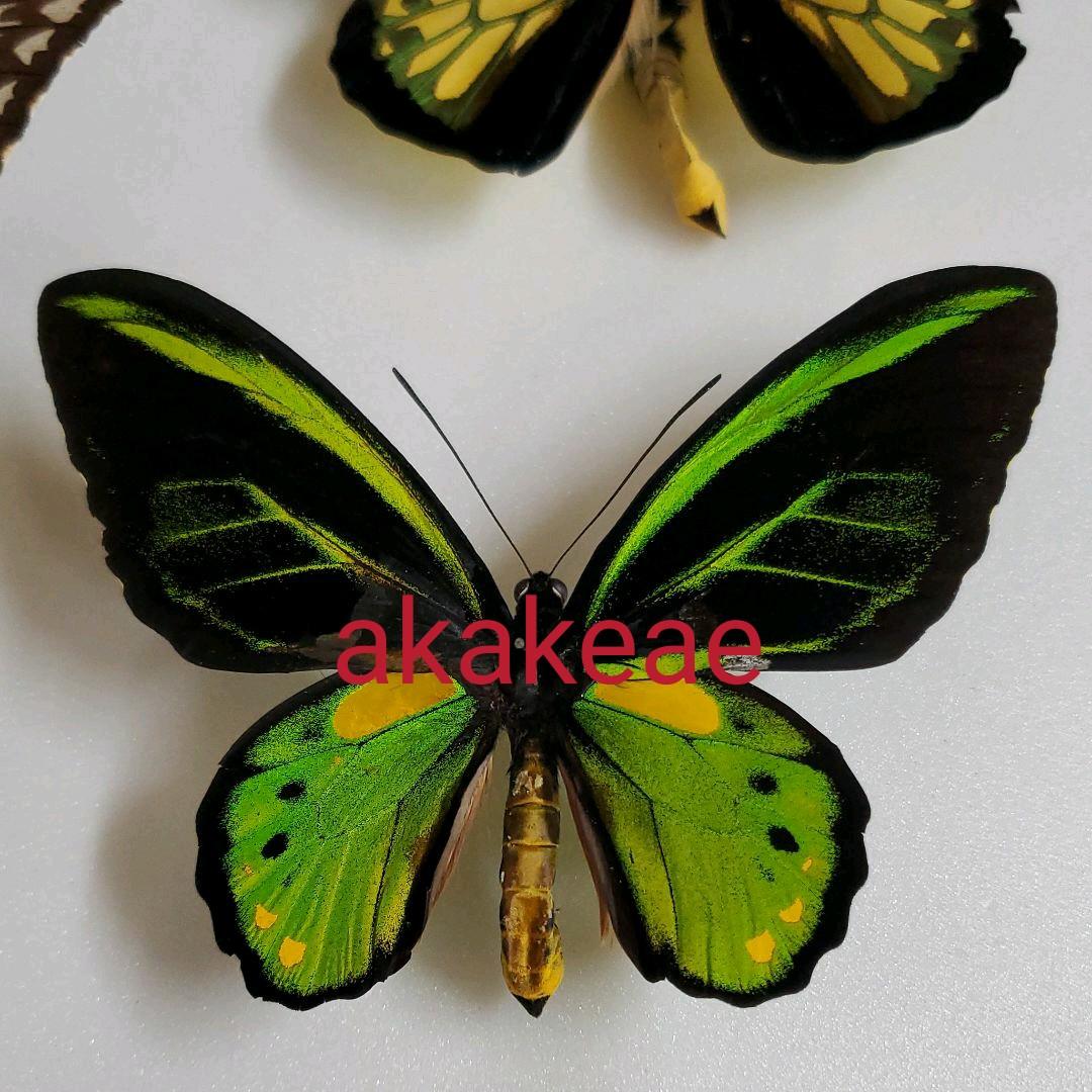 特別価格　コレクションシリーズ極珍品akakeae